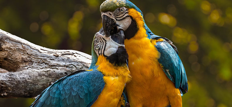 Derecho animal en Argentina: avances y desaf&iacute;os en la protecci&oacute;n de los animales
