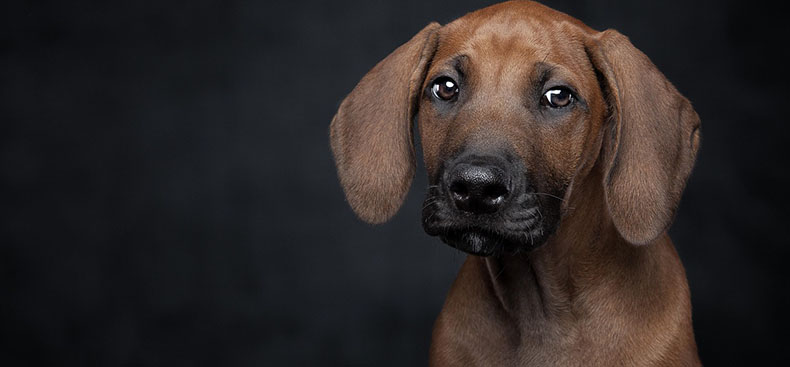 &iquest;Qui&eacute;n se queda con el perro?